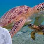Turtle Care Tips