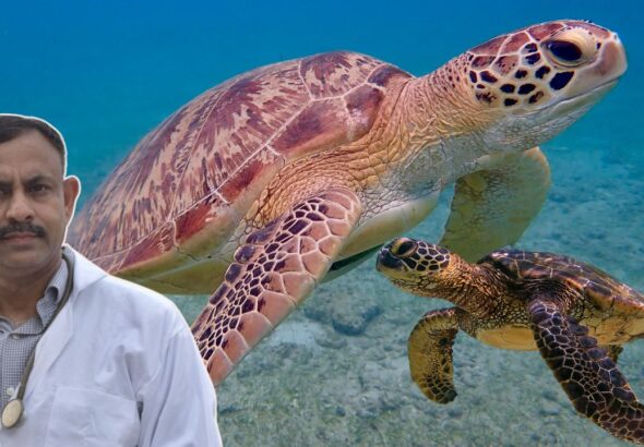 Turtle Care Tips