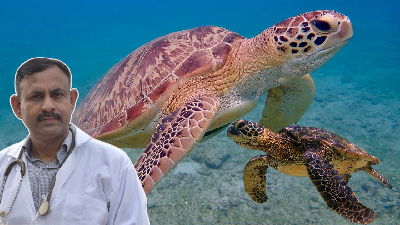 Turtle Care Tips
