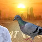 What to Feed Pigeons During Heatwave