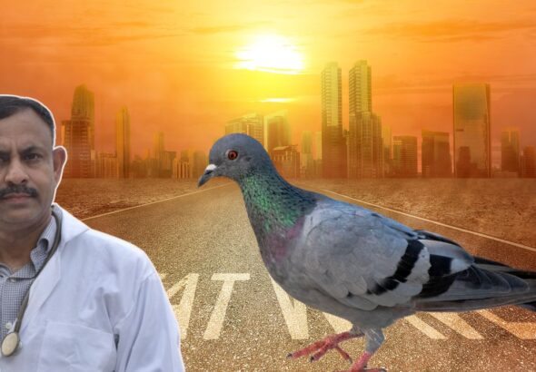 What to Feed Pigeons During Heatwave
