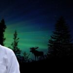Which animals hunt at night?