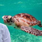 Why Turtles Hide in Shell