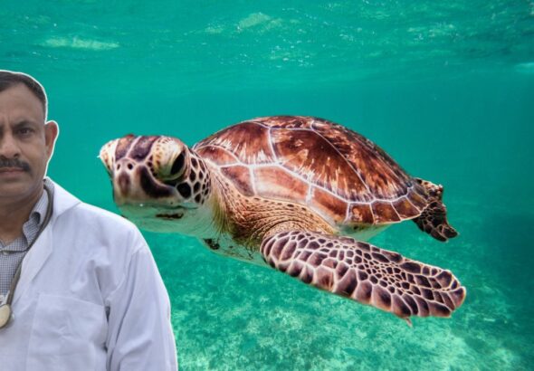 Why Turtles Hide in Shell