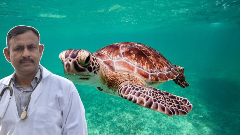 Why Turtles Hide in Shell