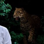 Wild Animals