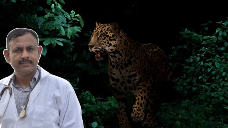 Wild Animals