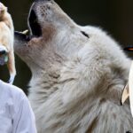 animals love partner,
