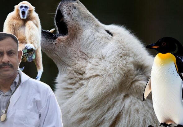 animals love partner,
