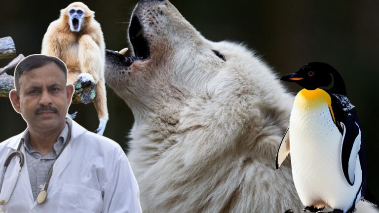 animals love partner,
