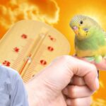 budgie summer care