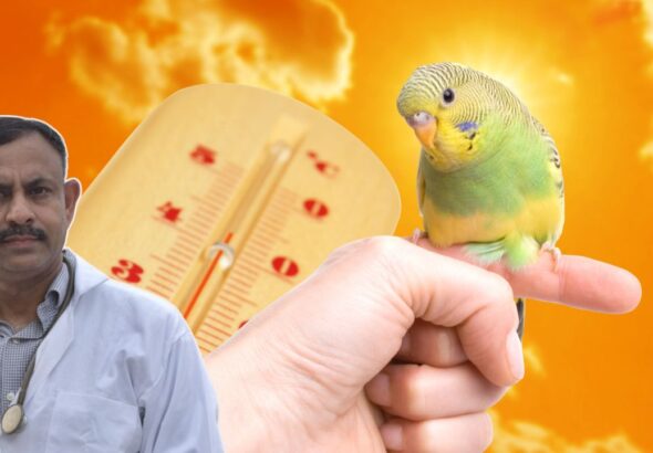 budgie summer care