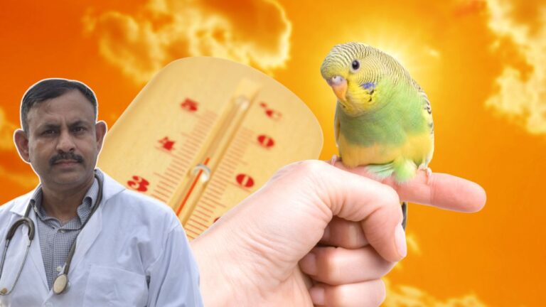 budgie summer care
