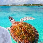 can turtle leave its shell