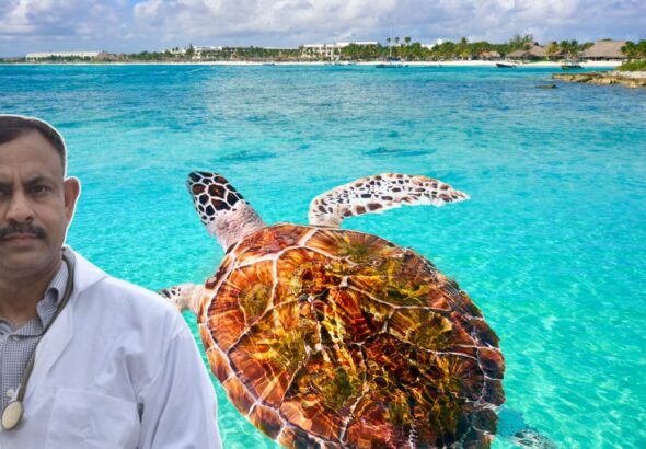 can turtle leave its shell