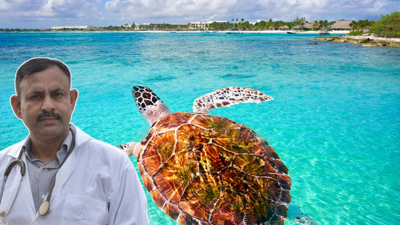 can turtle leave its shell