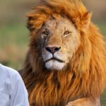 how lions survive heat