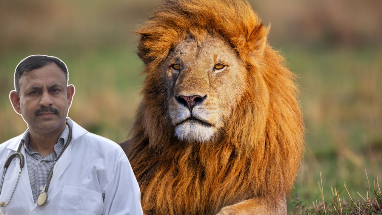 how lions survive heat