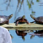 how long turtle survive without food