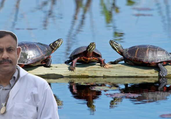 how long turtle survive without food