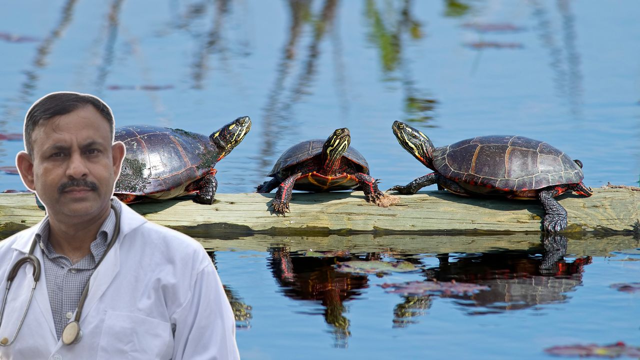 how long turtle survive without food