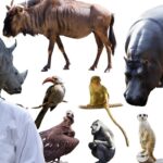 kindest animal in the world