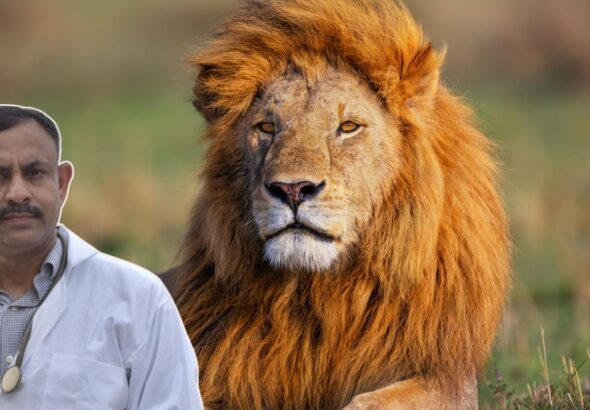 lion attack on humans