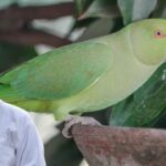 parrot care tips,
