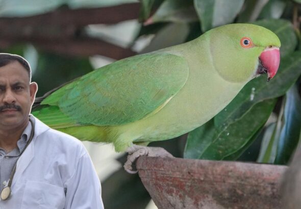 parrot care tips,