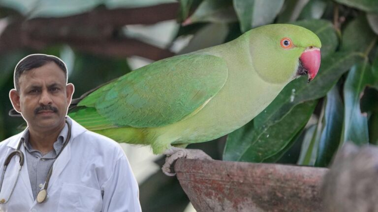parrot care tips,