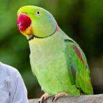 parrot friendship tips