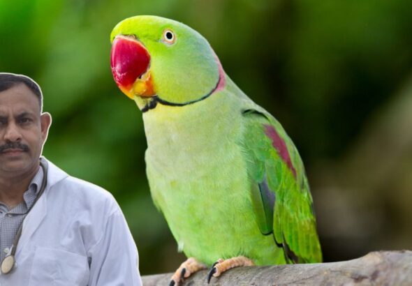 parrot friendship tips