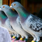 pigeon care tips