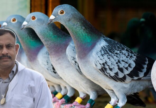 pigeon care tips