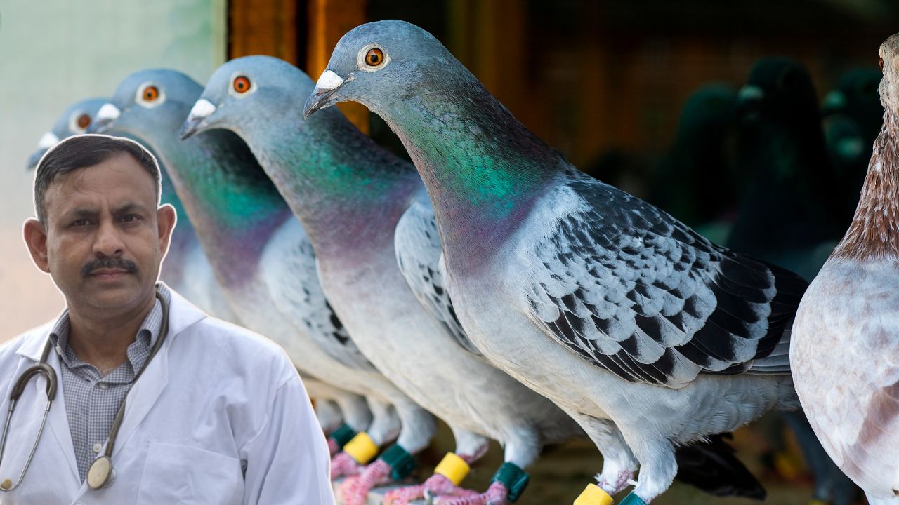pigeon care tips