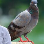 pigeon eye damage in sunlight