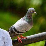 pigeon health tips