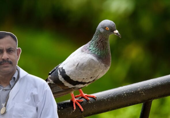 pigeon health tips