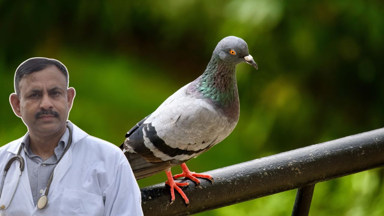 pigeon health tips