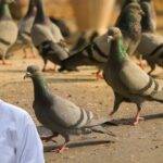 pigeon immunity boost