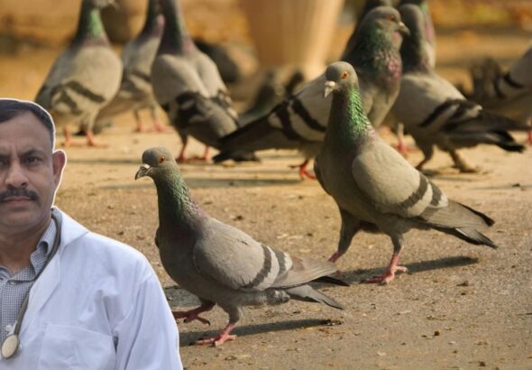 pigeon immunity boost