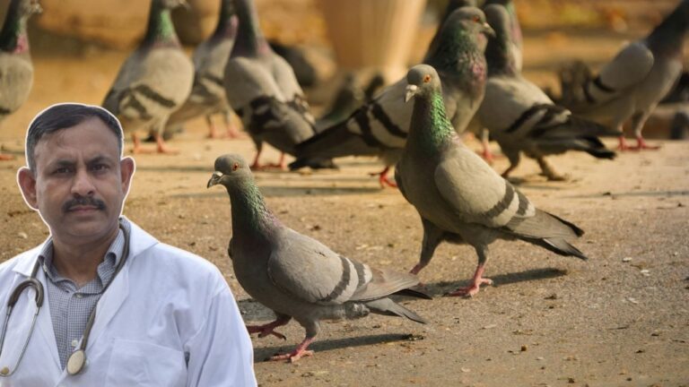 pigeon immunity boost