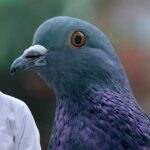 pigeon mites treatment