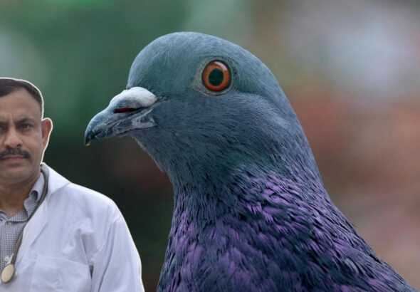 pigeon mites treatment