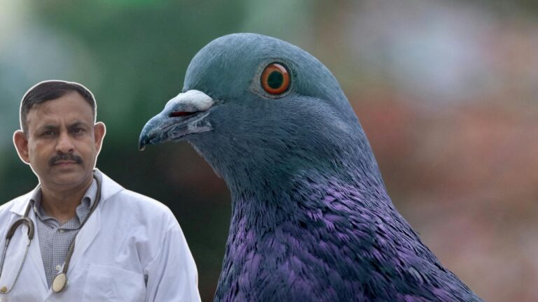 pigeon mites treatment