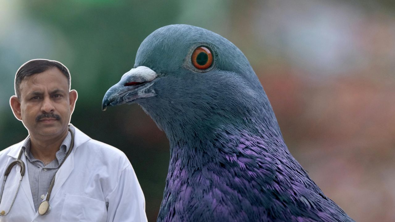 pigeon mites treatment