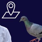 pigeon navigation powe