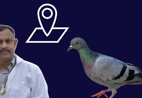 pigeon navigation powe