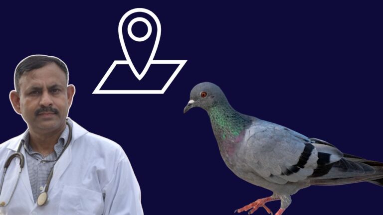 pigeon navigation powe