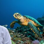 sea turtle navigation